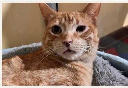 Fausto - Fundación Catmanía Colombia